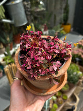 Load image into Gallery viewer, Oxalis spiralis vulcanicola 'Plum Crazy'
