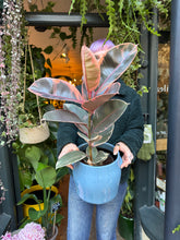 Load image into Gallery viewer, Ficus elastica Belize / Variegated Rubber Plant