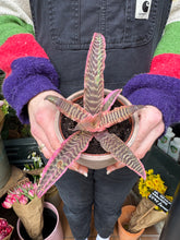 Load image into Gallery viewer, Cryptanthus bivittatus Elaine / Earth Star