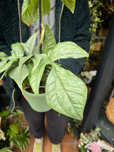Load image into Gallery viewer, Monstera amydrium Medium Silver / Silver Spiderman Plant