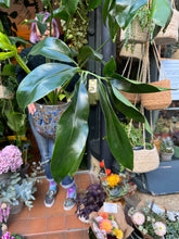 Load image into Gallery viewer, Philodendron goeldii Fun Bun - *Local Delivery or Local Pick Up Only*