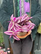 Load image into Gallery viewer, Tradescantia Pink Paradise / Inch Plant