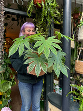 Load image into Gallery viewer, Fatsia japonica Spider's Web / Japanese Aralia