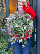 Load image into Gallery viewer, Tradescantia fluminensis Tricolor / Inch Plant