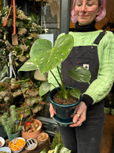 Load image into Gallery viewer, Monstera Thai Constellation / Variegated Cheese Plant - 12cm Pot