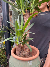 Load image into Gallery viewer, Yucca elephantipes / Spineless Yucca - *Local Delivery Or Pick Up Only *