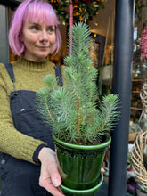 Load image into Gallery viewer, Pinus pinea Silver Crest - Stone Pine