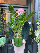 Load image into Gallery viewer, Zamioculcas zamiifolia / ZZ - 17cm Pot - *Local Delivery or Local Pick Up Only*
