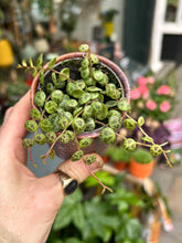Load image into Gallery viewer, Peperomia prostrata / String of Turtles