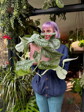 Load image into Gallery viewer, Epipremnum pictus Trebie / Satin Pothos