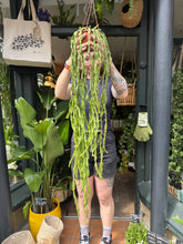 Load image into Gallery viewer, Rhipsalis paradoxa / Chain Cactus