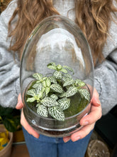 Load image into Gallery viewer, Glass Egg Sealed Terrarium - *Local Delivery or Local Pick Up Only*
