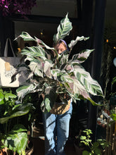 Load image into Gallery viewer, Calathea ‘Stella’ / Prayer Plant - *Local Delivery or Local Pick Up Only*