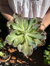 Load image into Gallery viewer, Echeveria shaviana / Mexican Hens and Chicks