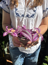 Load image into Gallery viewer, Tradescantia Pink Paradise / Inch Plant - 6cm Pot