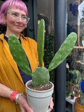 Load image into Gallery viewer, Opuntia cochenillifera / Cochineal Nopal Cactus