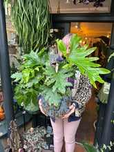 Load image into Gallery viewer, Philodendron bipinnatifidum Hope / Split Leaf Philodendron - *Local Delivery or Local Pick Up Only*