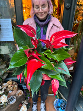 Load image into Gallery viewer, Anthurium banderola Roja / Flamingo Flower