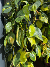 Load image into Gallery viewer, Philodendron scandens Brasil XXL - *Local Delivery or Local Pick Up Only*