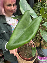 Load image into Gallery viewer, Alocasia zebrina / Elephant Ear - *Local Delivery or Local Pick Up Only*