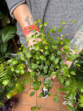 Load image into Gallery viewer, Muehlenbeckia complexa / Maidenhair Vine