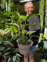 Load image into Gallery viewer, Strelitzia nicolai / Bird of Paradise - 17cm Pot