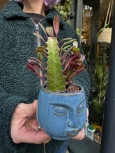 Load image into Gallery viewer, Euphorbia trigona Rubra / African Milk Tree - 5.5cm Pot