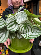 Load image into Gallery viewer, Peperomia argyreia / Watermelon Peperomia - 15cm Pot - *Local Delivery or Local Pick Up Only*