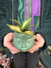 Load image into Gallery viewer, Hoya burtoniae Variegata / Wax Plant