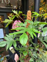 Load image into Gallery viewer, Philodendron pedatum / Oak Leaf Philodendron on Moss Pole - *Local Delivery or Local Pick Up Only*