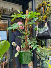 Load image into Gallery viewer, Philodendron pedatum / Oak Leaf Philodendron on Moss Pole - *Local Delivery or Local Pick Up Only*