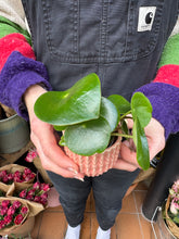 Load image into Gallery viewer, Peperomia arifolia / Radiator Plant