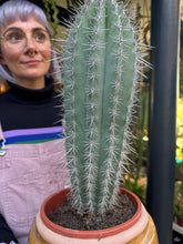 Load image into Gallery viewer, Pachycereus pringlei / Mexican Giant Cactus