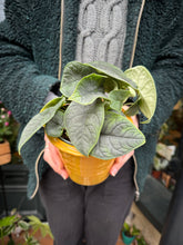Load image into Gallery viewer, Alocasia melo / Alocasia rugosa / Elephant Ear