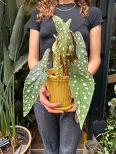 Load image into Gallery viewer, Begonia maculata / Polka Dot Begonia - *Local Delivery or Local Pick Up Only*
