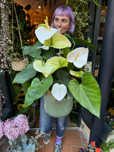 Load image into Gallery viewer, Anthurium andraeanum White - *Local Delivery or Local Pick Up Only*