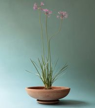 Load image into Gallery viewer, Ada Rose Plant Pots