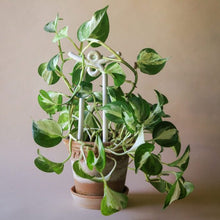 Load image into Gallery viewer, Folk Yuma Glazed Ceramic Plant Stakes