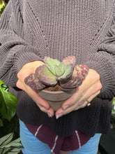 Load image into Gallery viewer, Kalanchoe humilis Zebra - Paddle Plant