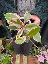 Load image into Gallery viewer, Hoya flamingo Dream / Wax Plant