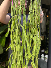 Load image into Gallery viewer, Rhipsalis paradoxa / Chain Cactus