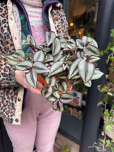 Load image into Gallery viewer, Tradescantia zebrina / Inch Plant