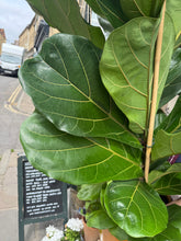 Load image into Gallery viewer, Ficus lyrata / Fiddle Leaf Fig 2 Stem - *Local Delivery or Local Pick Up Only*