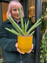 Load image into Gallery viewer, Sansevieria cylindrica Skyline / Snake Plant