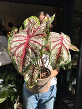Load image into Gallery viewer, Caladium Bicolor / Angel Wings / Heart of Jesus - *Local Delivery or Local Pick Up Only*
