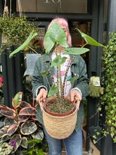 Load image into Gallery viewer, Alocasia zebrina / Elephant Ear - *Local Delivery or Local Pick Up Only*