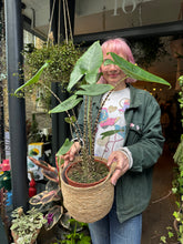 Load image into Gallery viewer, Alocasia zebrina / Elephant Ear - *Local Delivery or Local Pick Up Only*