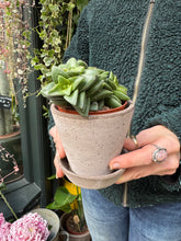 Load image into Gallery viewer, Crassula Spring Time