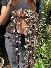 Load image into Gallery viewer, Ceropegia woodii Silver Glory / String of Hearts - 14cm Pot