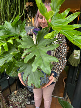Load image into Gallery viewer, Philodendron bipinnatifidum Hope / Split Leaf Philodendron - *Local Delivery or Local Pick Up Only*
